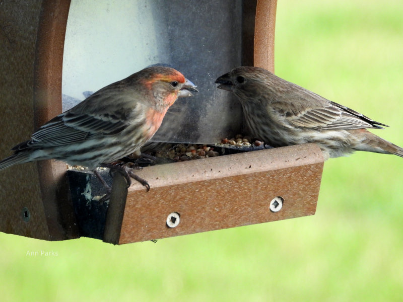 Swallows