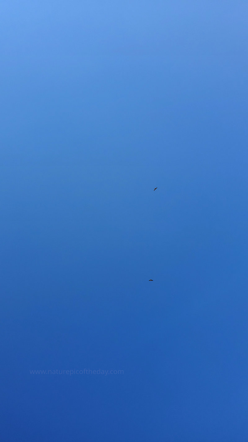 Hawks In the Sky