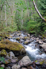 Creek in Washington