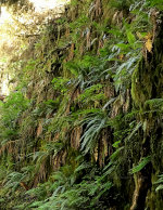 Fern Gully?