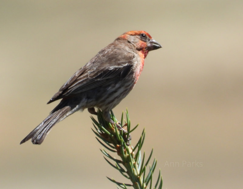 Pine Grosbeak