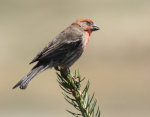 Pine Grosbeak
