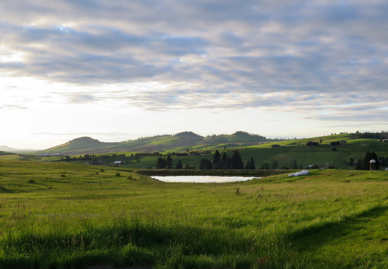 Spring on the Palouse
