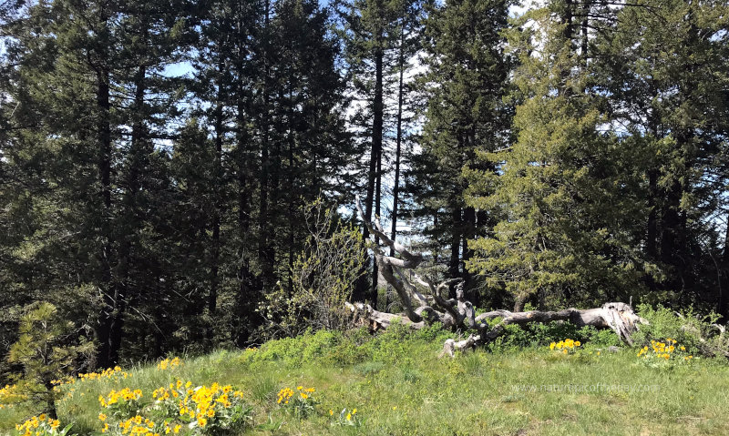 Circle of Pines