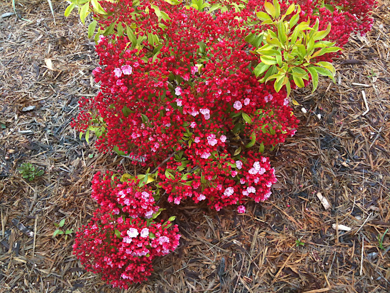 Ground Cover in Washington