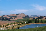Vineyard in California