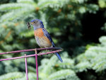 Bluebird with breakfast