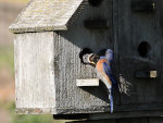 Mama bluebird feeding a baby.
