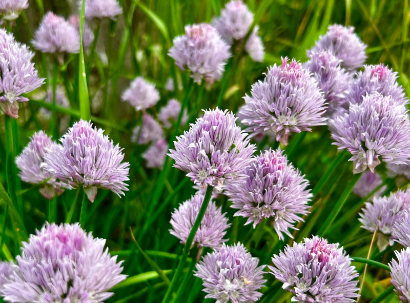 Purple Chives