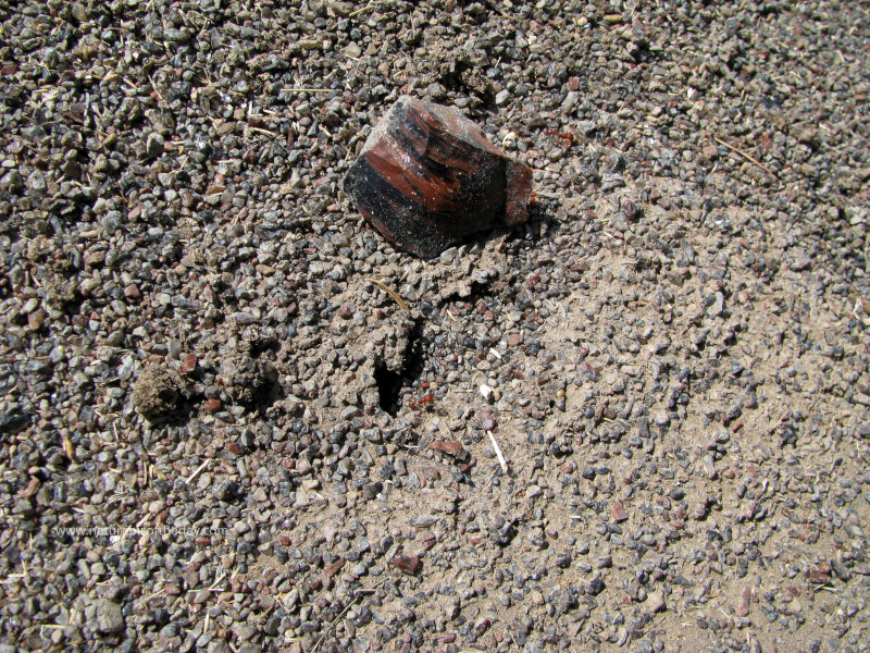 Ants in the old obsidian fields of Oregon.
