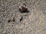 Ants in the old obsidian fields of Oregon.