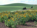 Sunflowers in Idaho