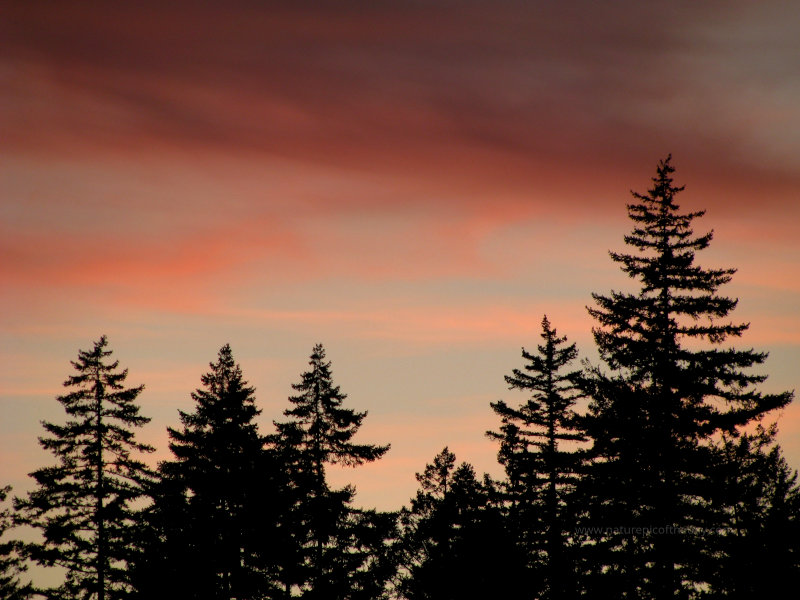 Pink Sunset in Washington