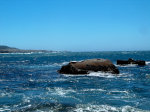 Sea Lion in California