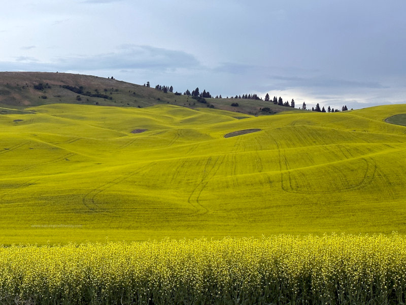 Canola