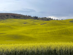 Canola