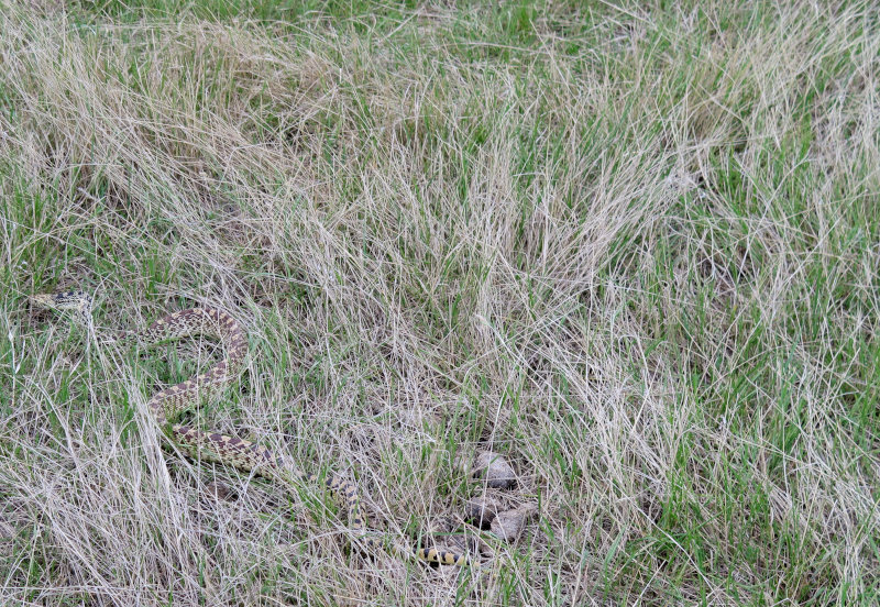 Bull snake in the Montana prairie.