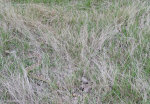 Bull snake in the Montana prairie.