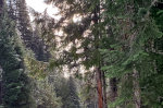 Cedar trees in Idaho