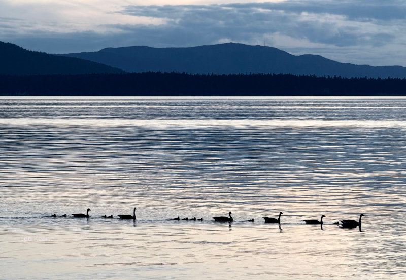 Canada Geese in the Salish Sea
