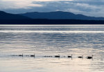 Canada Geese in the Salish Sea