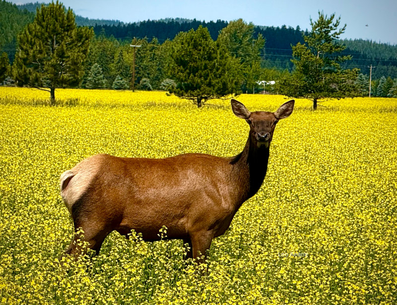 Elk in the Flathead Valley of Montana during Canola season