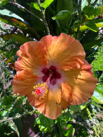 Hibiscus in Hawaii
