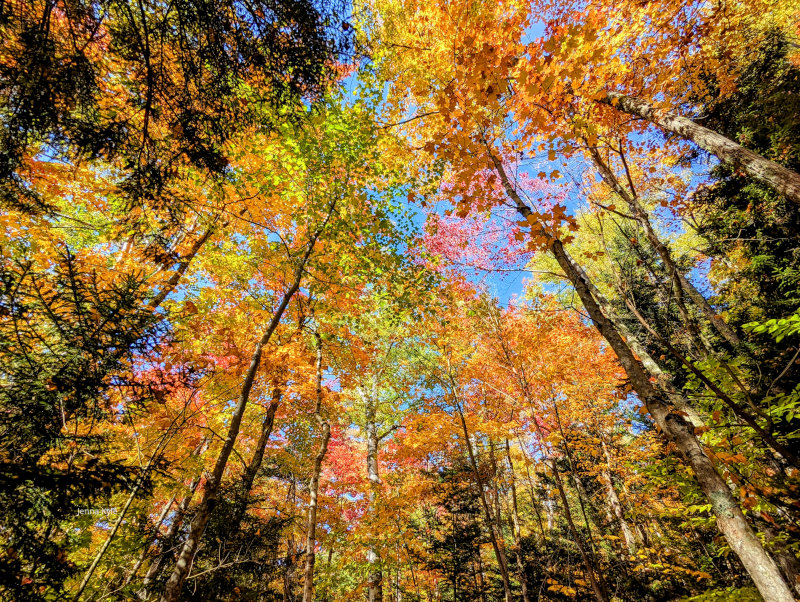Fall Foliage in New York