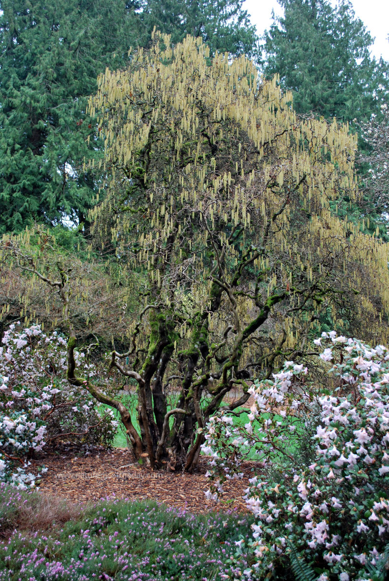 Blossoms in Western Washington