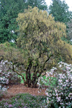 Blossoms in Western Washington