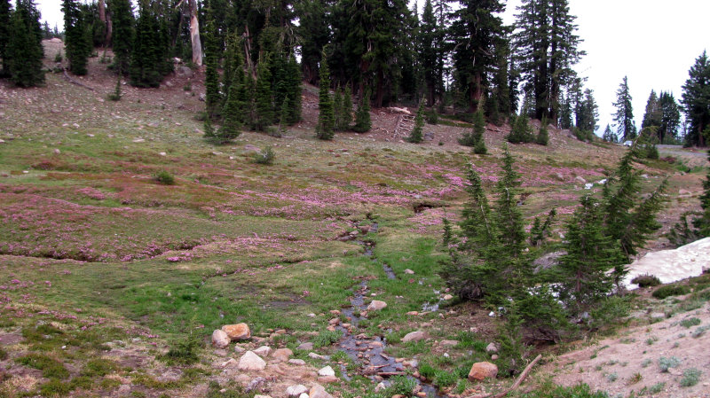 Spring Flowers in Lassen Volcanic National Park