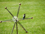 Hummingbird