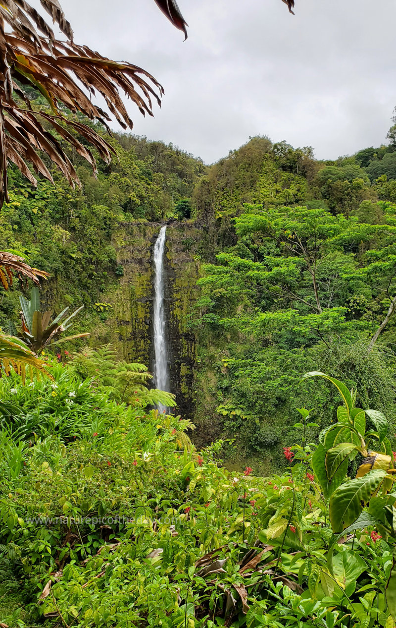 Akaka Falls in Hawaii