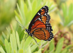 Leu Gardens, Orlando, Florida