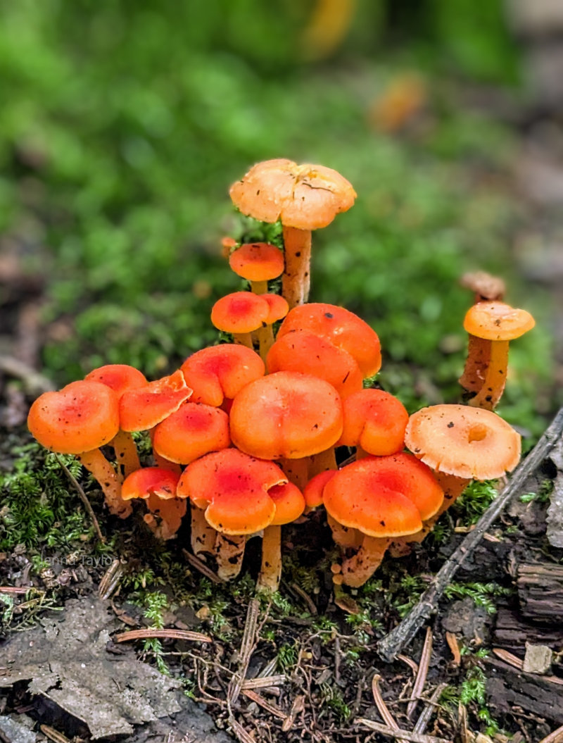 Fungi in Canada