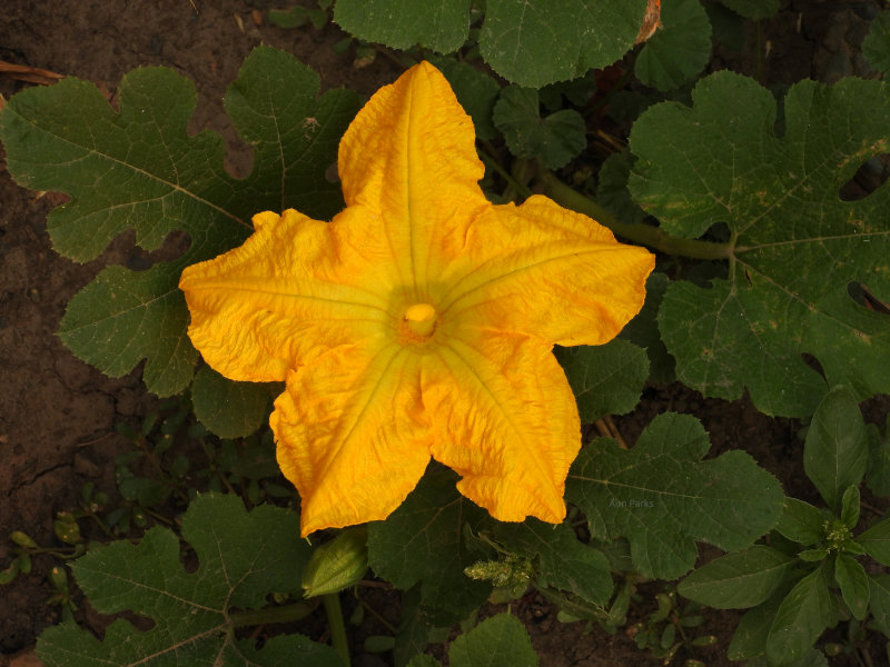 Pumpkins and Gourds