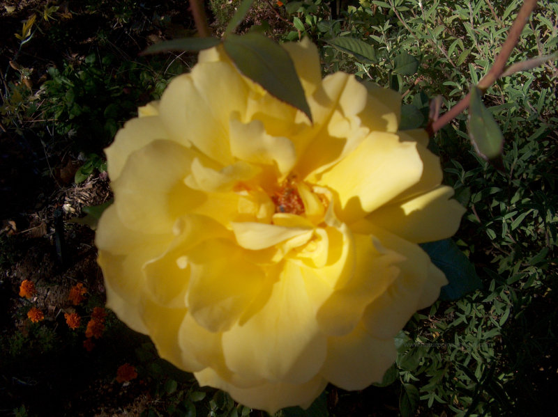 California Rose