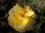California Rose