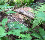 Flowers in the Forest