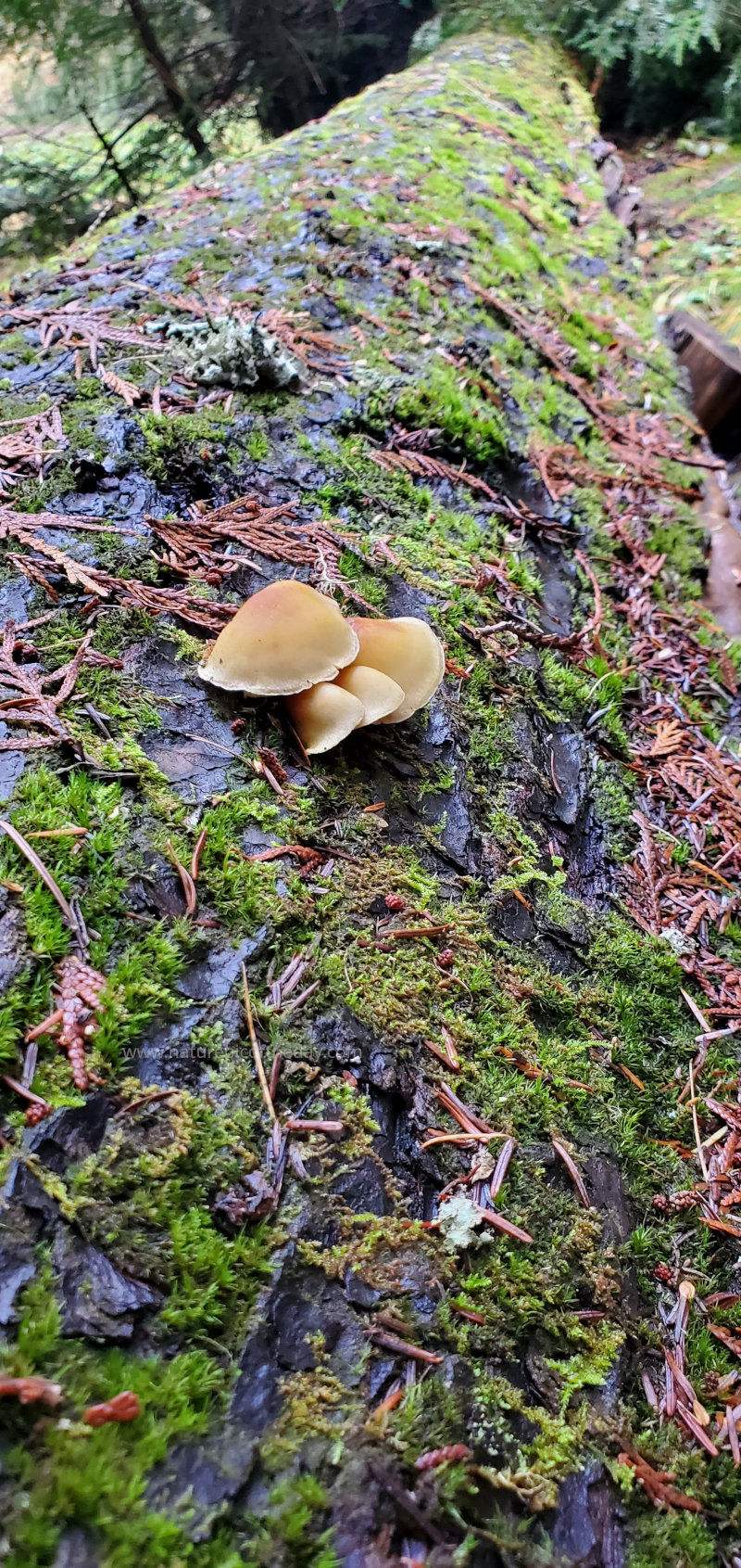 What did one fungus say to the other?