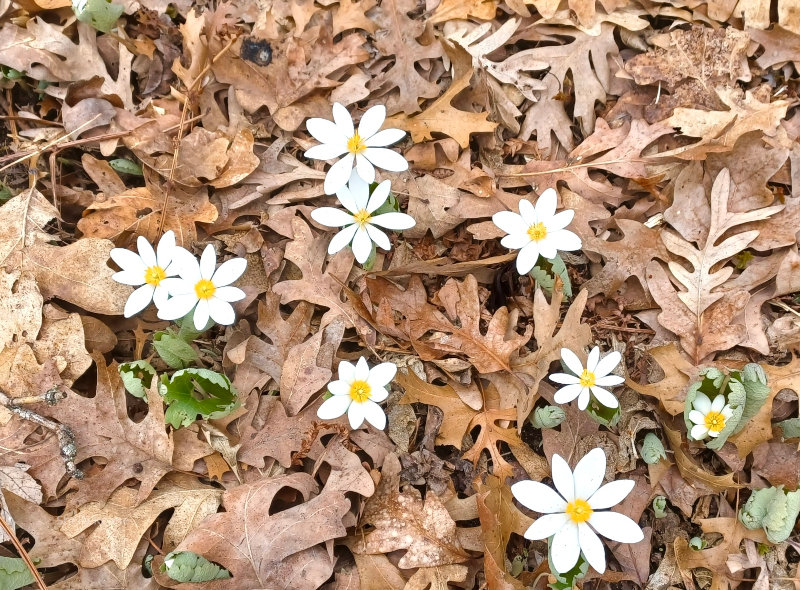 Flowers in Minnesota