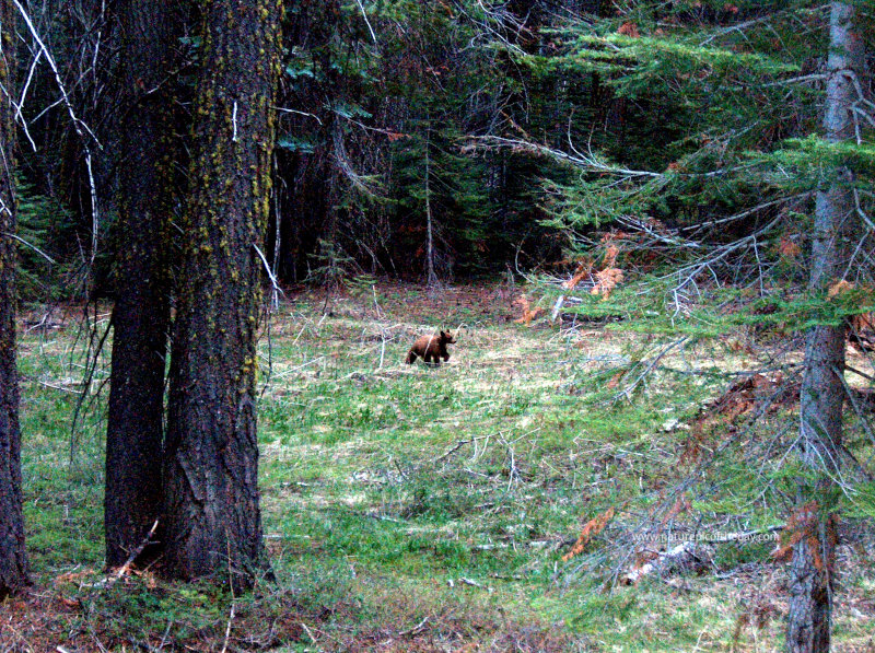 Bear in Yosemite