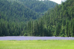 Purple flowers in the mountains