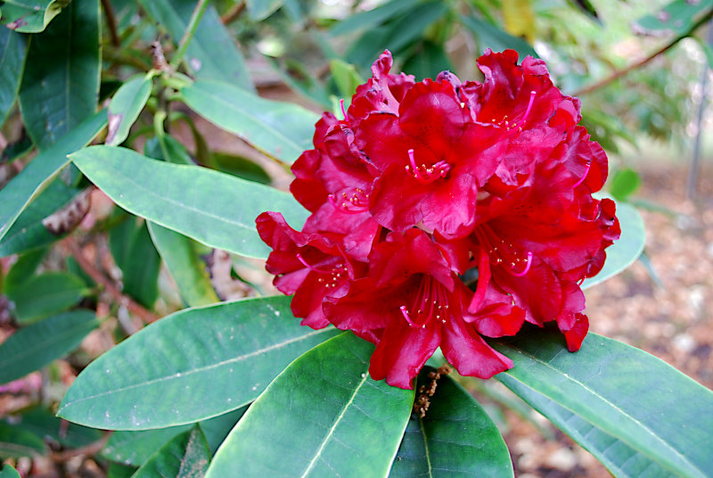 Rhododendron