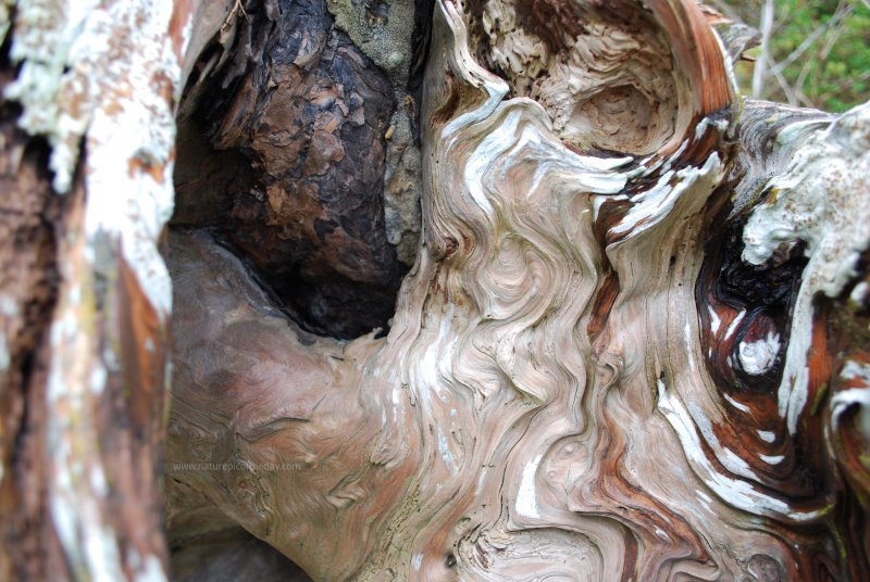 Root Wad