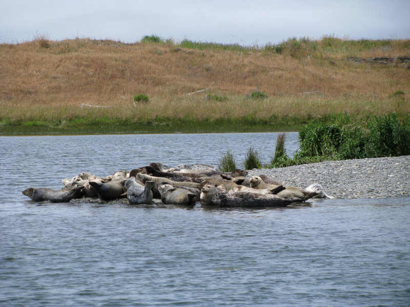 Harbor Seals in Oregon