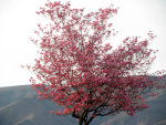 Cherry Tree