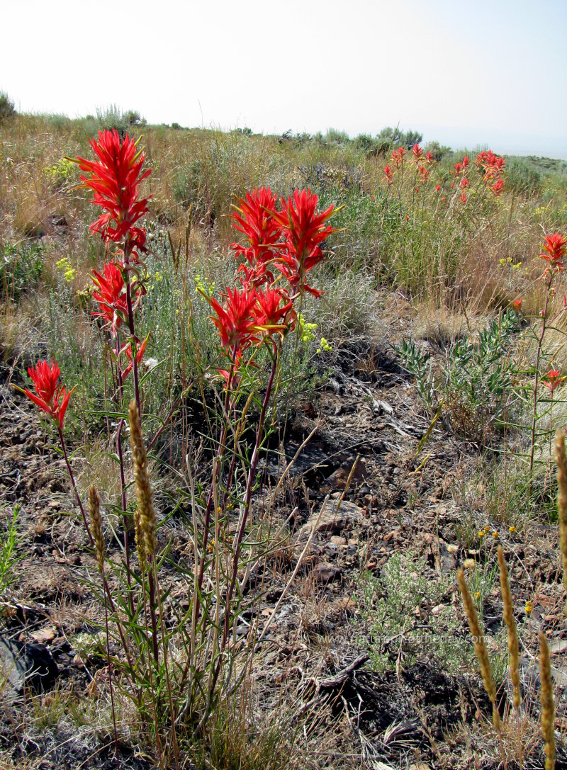 Indian Paintbrush