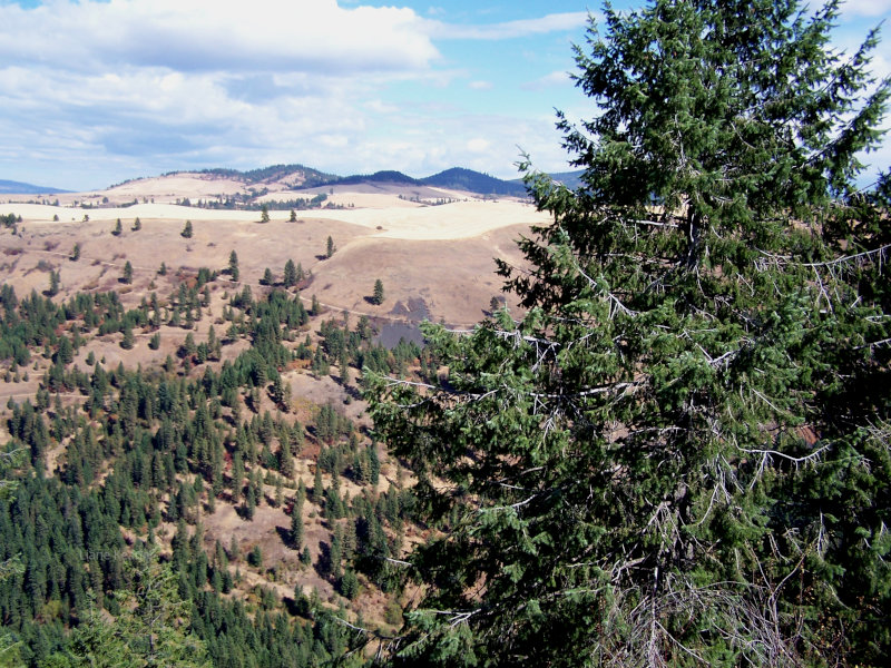 Wheat farming in Idaho