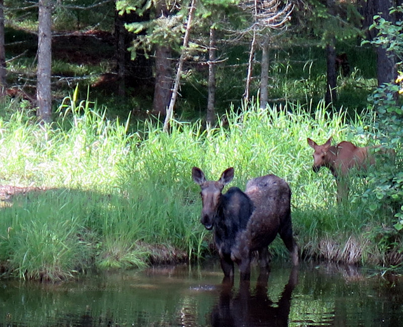 Moose
